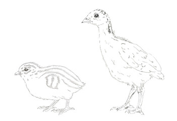 Chicken quail and turkey chicken. Black and white graphics. Hand drawn illustration.