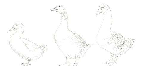 Fototapeta premium Two geese and a duck. Ferry birds. Black and white graphics. Hand drawn illustration.