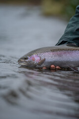 Fly fishing for trout.