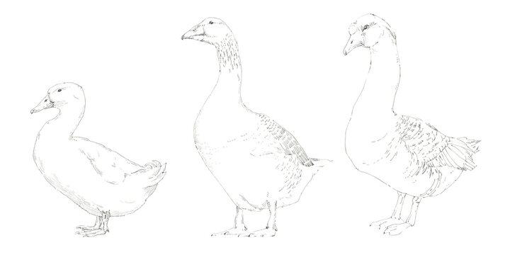 Two geese and a duck. Ferry birds. Black and white graphics. Hand drawn illustration.