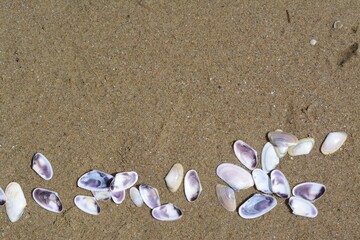 Fototapeta na wymiar Many beautiful sea shells on wet sand, flat lay. Space for text