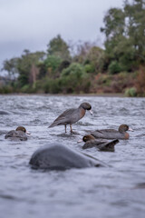 New Zealand Native Blue Ducks on the Tongariro River.