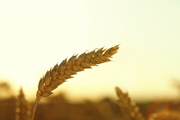 Ripe wheat spike in agricultural field on sunny day, closeup