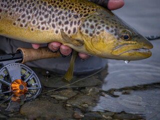 Brown trout caught fly fishing
