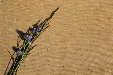 dragonfly on a flower