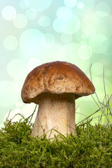 The porcini mushroom (Boletus edulis), also known as spruce porcini mushroom, gentlemen's mushroom or noble mushroom in moss over abstract bright background. Macro.