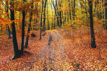 Empty forest road in the autumn forest