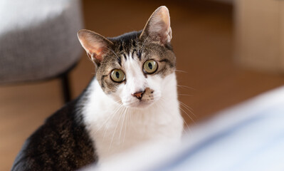 見つめる猫　キジトラ白