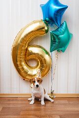 Birthday dog in party hat in the room decorated with balloons, looking at the camera. Six months old Jack russell terrier in birthday hat