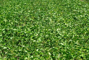 Fototapeta premium Field of soybean green plants in the sunlight on farm land in Romania. Green leaves natural background.