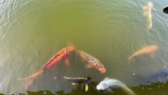Kois, Koikarpfen in einem Teich.