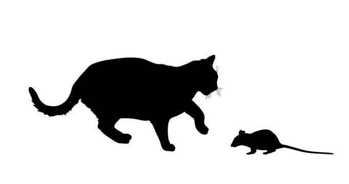 Hungry cat is chasing the mouse vector silhouette illustration isolated on white background. Cat eat rat symbol. Feline hunter hunting prey. 