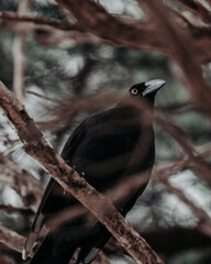 A Currawong in a bush.