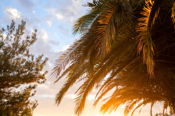 Fototapeta na wymiar sunset view of the palm tree and the sky