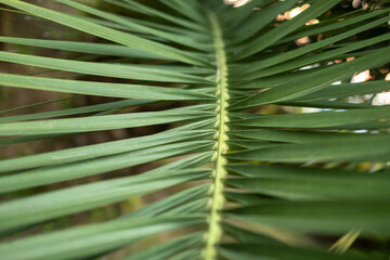 green background, close up texture of green palm leaf, palm leaf