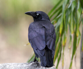 Torresian crow bird sitting on a rock in a park