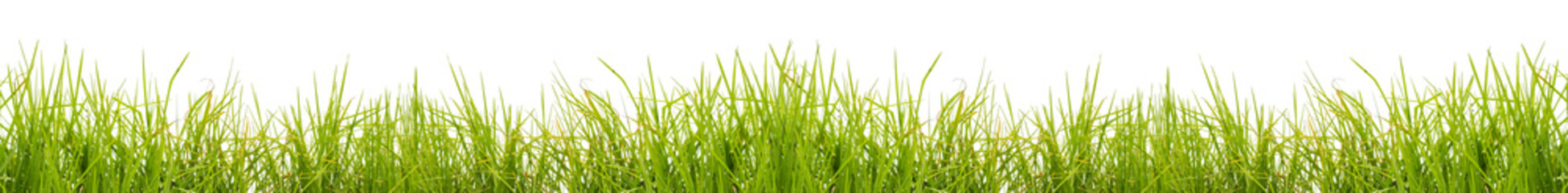 green grass background