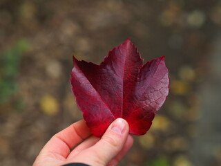Czerwony liść