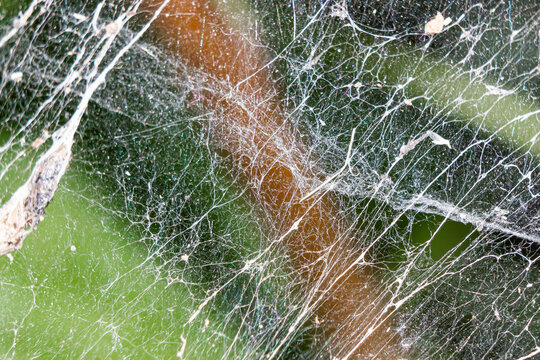 Spider web macro photo. Spider web texture.