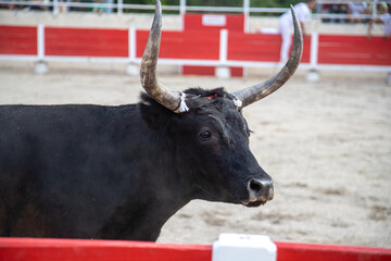 Taureau de course camarguaise.
