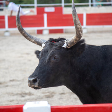 Taureau camarguais.