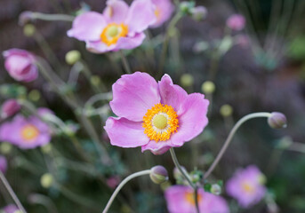 A pink Eriocapitella hupehensis or Japanese thimbleweed flower with a blurred background. This plant was called Anemone japonica in the past. 