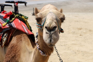 A humped camel lives in a zoo in Israel.