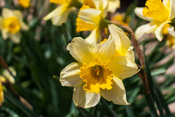 Narcissus , yellow variety of narcissus with a large cup.