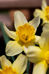 Fototapeta premium Narcissus , yellow variety of narcissus with a large cup.