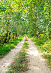A beautiful road in a summer sunny green forest