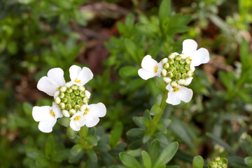 Flowering white wildflowers in the meadow. They are used in folk medicine.