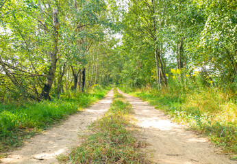 Fototapeta na wymiar A beautiful road in a summer sunny green forest