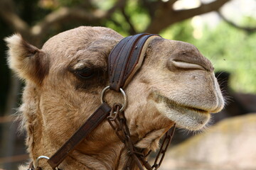 A humped camel lives in a zoo in Israel.