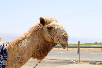 A humped camel lives in a zoo in Israel.