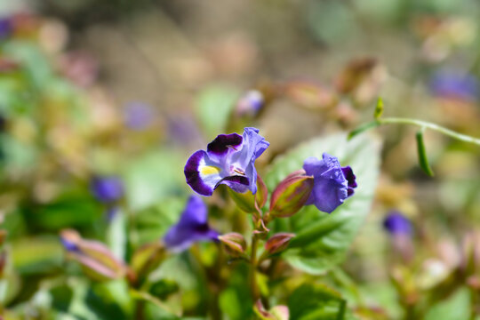 Wishbone Flower