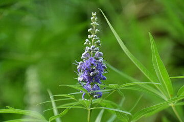 開花し始めたセイヨウニンジンボクの花