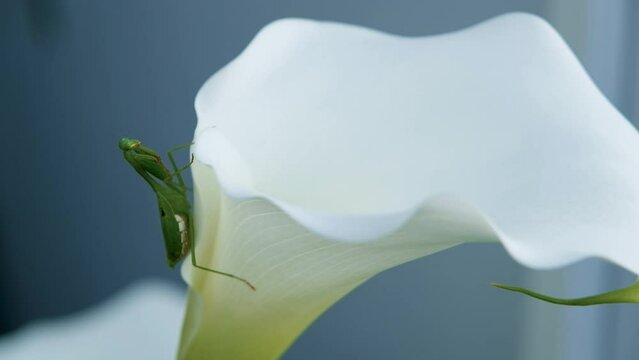 Mantis on arum lily poised to ambush an unsuspecting prey, close up