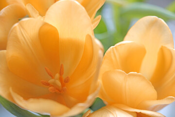 Bouquet of orange blooming tulips in a vase. Aromatic smell. Symbol of spring and prosperity. Flowers background.