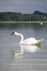 white swan on the lake