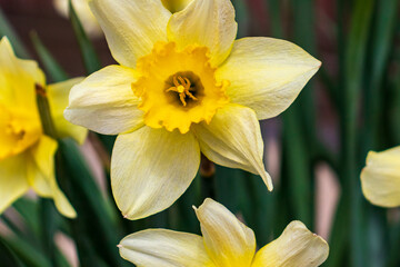 Narcissus , yellow variety of narcissus with a large cup.
