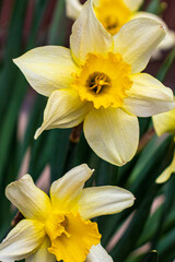 Narcissus , yellow variety of narcissus with a large cup.