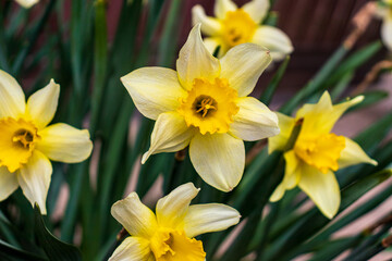 Fototapeta na wymiar Narcissus , yellow variety of narcissus with a large cup.