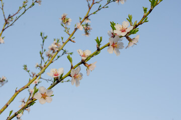 Almond flowers in the garden against the blue sky with copy space. Close-up horizontal spring photo