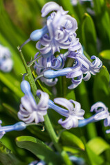 Hyacinth in bloom in spring garden. Hyacinth is a genus of plants in the Asparagus family