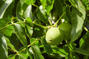 Walnut tree with walnut fruit in green pericarp