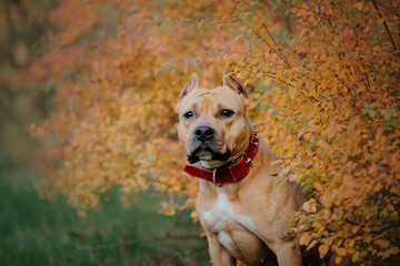 American Staffordshire terrier dog. Fall season