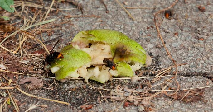 Le frelon asiatique, un danger pour l'environnement