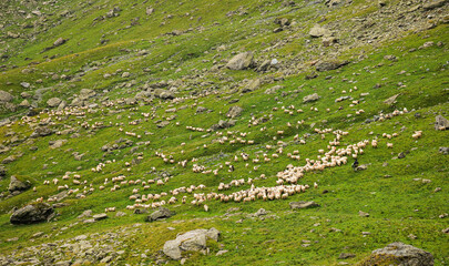 A flock of sheep moving in the mountain side from a place to another in search of grass food. Transhumance time of the year.