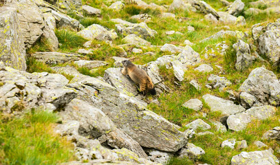 A marmot on the step rocks of the mountains. The alpine marmot (Marmota) is a large ground-dwelling squirrel. Wildlife photography in Fagaras Mountains from Romania.