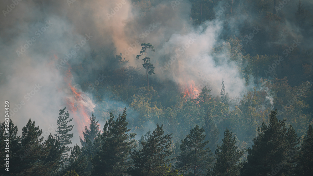 Wall mural fire in the forest. strong fire and mist in the forest